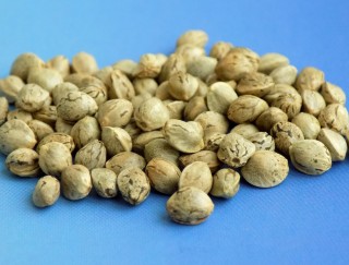 УРОЖАЙ ЯК СТРАТЕГІЯ: топові сучасні сорти промислових конопель селекції ІЛК НААН